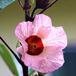 Hibiscus sabdariffa